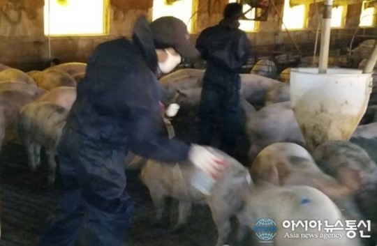 진천군, 구제역 살처분 돈사 단위 확대 실시