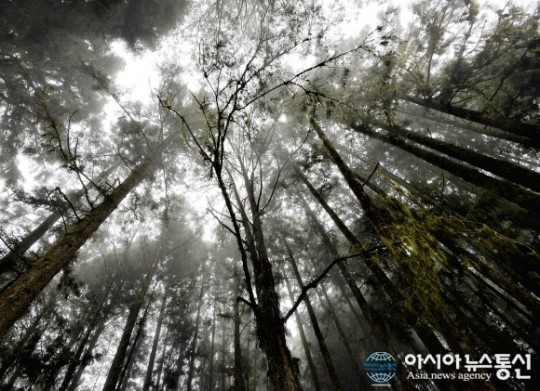 타이완 명산 아리산 등산해볼까