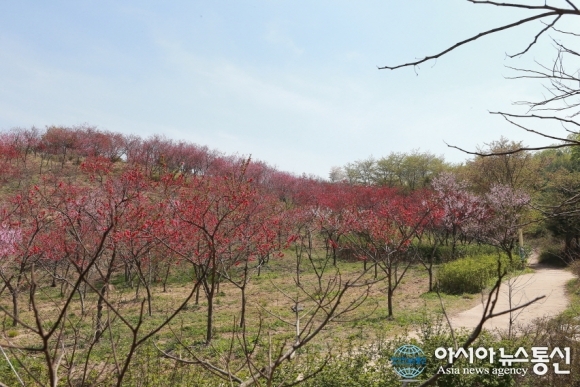 아산시 ”영인산 수목원” 상춘객들로 북적