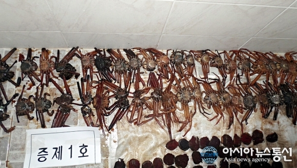 울진署, 암컷대게로 게장담근 주민 적발