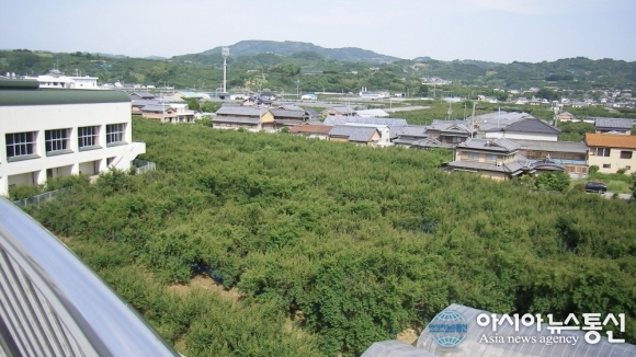 [기획보도]광양 매실의 미래 경쟁력 확보 전략①