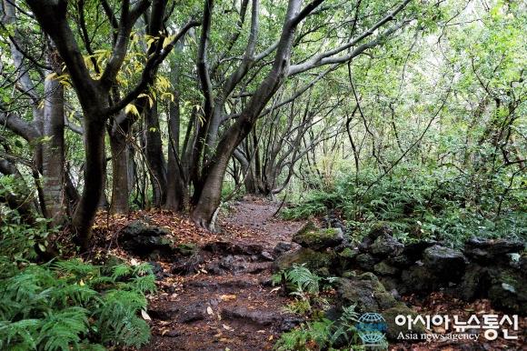 제주 화산지형 생태 체험하는 곳 곶자왈