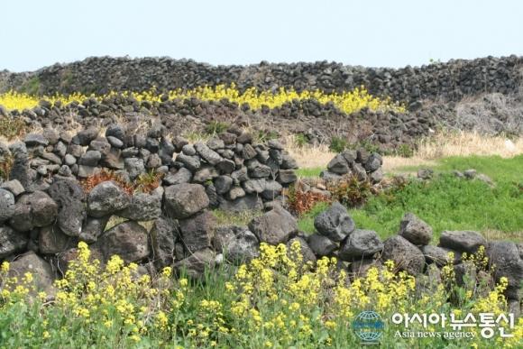 [우도기행(8)] 문화공간 우도까페 노닐다 - 사진일기2  제주 돌담