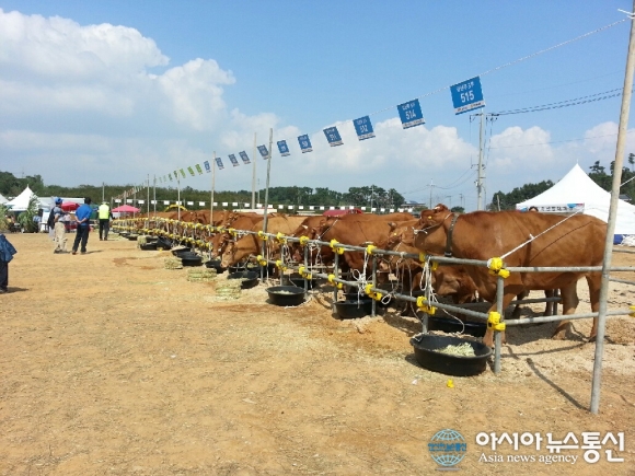 충남도내 최고 송아지·고급육 선발 대회