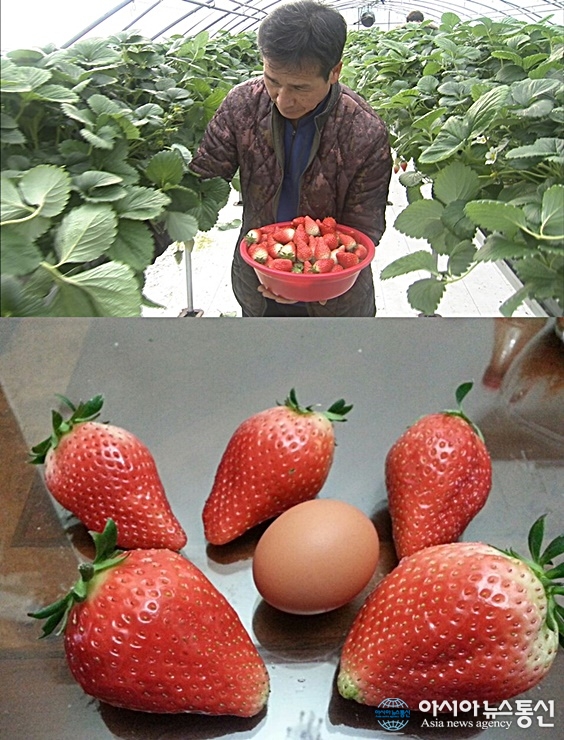 논산 딸기 끝판왕,  ‘킹스베리’ 화제