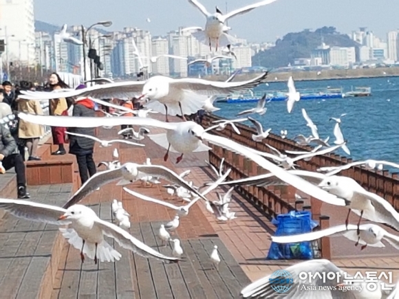 사람과 갈매기로 어우러진 목포평화광장의 봄!