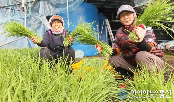 고성 부추, 농가 효자 노릇 ‘톡톡’