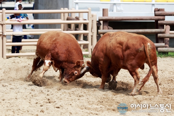 의령군, 제30회 의령 전국민속소싸움대회 개최