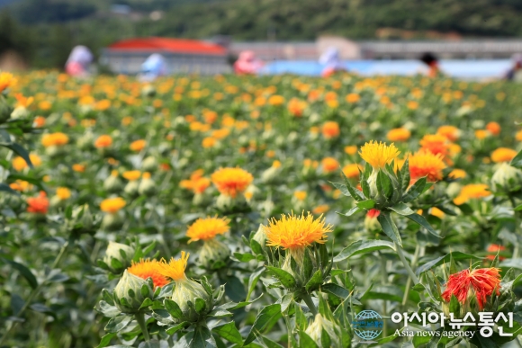 산청지역자활센터 올해 첫 홍화꽃 수확