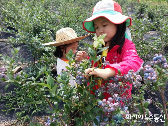 해남관광농원 블루베리 지역민 할인행사