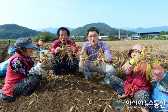 영주시, 풍기인삼축제장 판매용 인삼채굴 한창