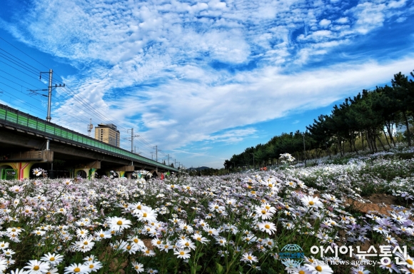 안산 고잔역 구절초 꽃밭…놀라오세요