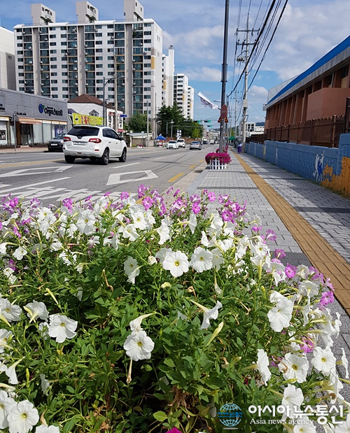 충주 꿈자람길, 폭염 속 샤피니아 ‘만개’