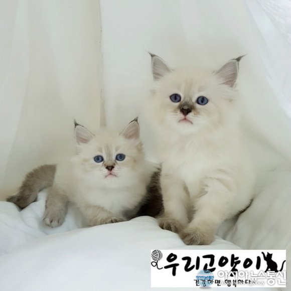 고양이 알러지걱정없는 네바마스커레이드, 전문분양업체 우리고양이에서 입양가능