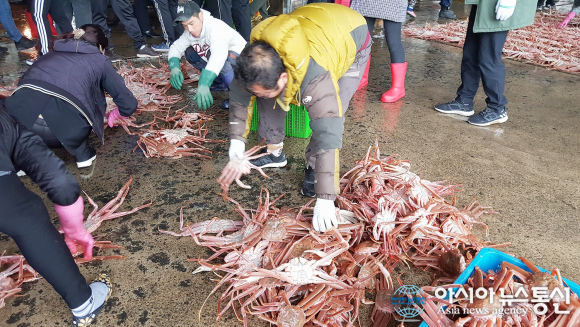 바뻐다 바뻐 대게 경매준비로 분주한 죽변항