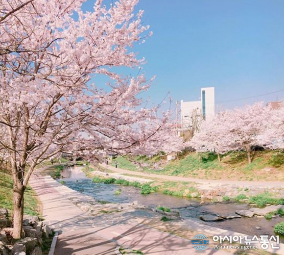 봄, 벚꽃길만 걷자…산책하기 좋은 천안 원성천