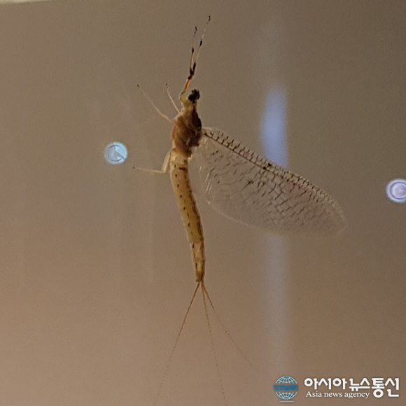 (포토) 제천시 강제동 음식점 유리창의 동양하루살이