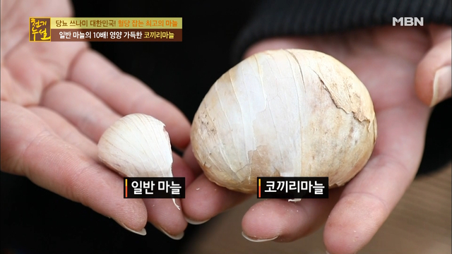 코끼리 마늘, 효능 얼마나 좋길래? ‘암 예방 1위 식품’ 매운맛 없이 먹는 방법은? 수확시기 ‘곧’