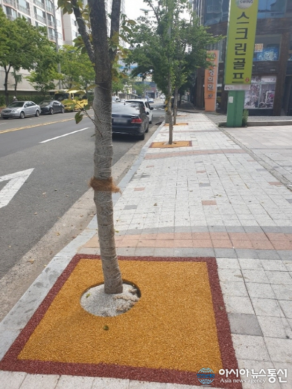 포항시, 가로수 친환경 보호판 설치