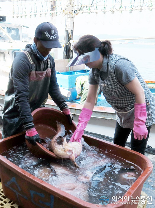 싱싱한 곰치 풀어놓는 죽변항...울진 명품 먹거리 물곰국 주재료
