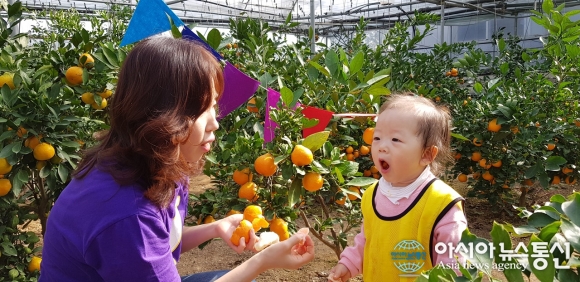 충남 천안시, 어린이 감귤농장 체험 신청하세요!