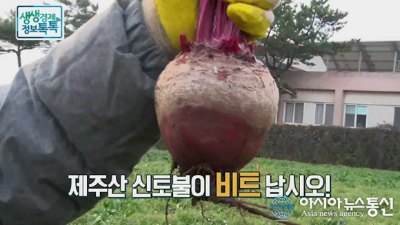 정도농산, 청정지역에서 재배하는 제주 비트 … 이제는 즙으로 간편하게 섭취하자