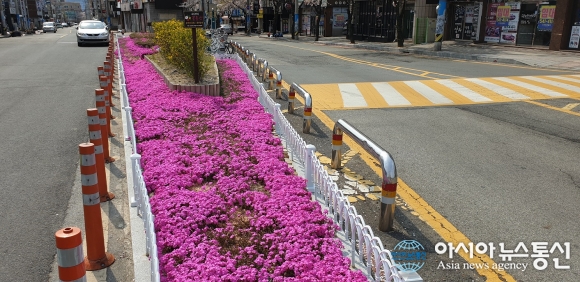 진해구 이동, 가로변 꽃잔디로 코로나19 심리방역 나서