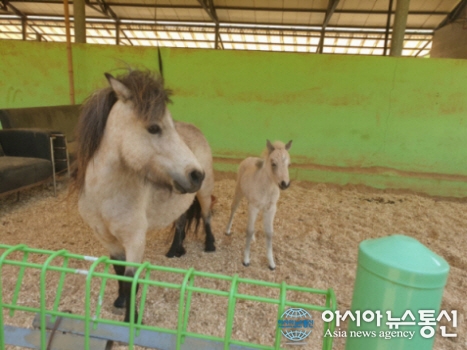 [아통 포토] 영천 캠핑장서 셔틀랜드포니 탄생