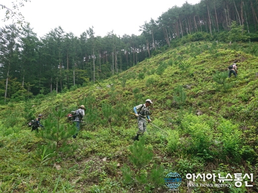울진국유림관리소, 조림지 풀베기사업 착수