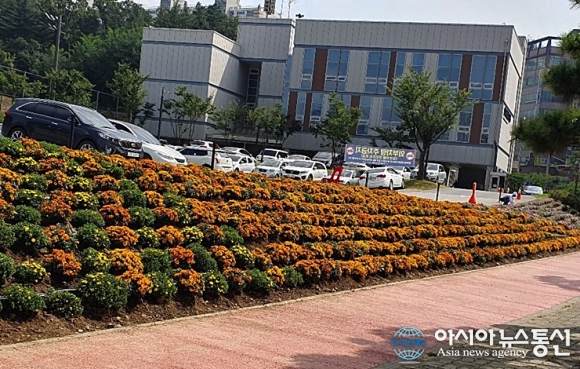 [아통포토] 용인시 동백2동 가을국화 식재로 주민 힐링공간 조성