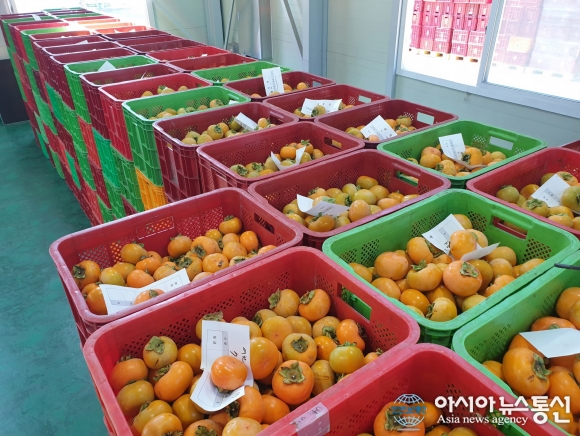 제철맞은 청도반시 동청도농협 유통센터에 집결