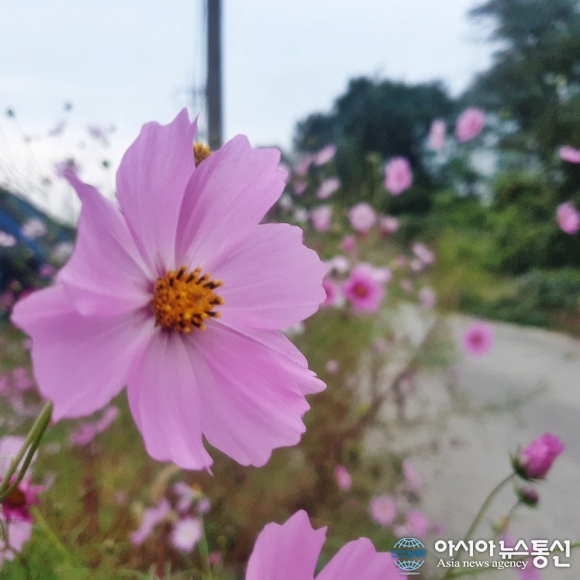가을 꽃 코스모스의 꽃말은 순정…순수한 감정이나 애정