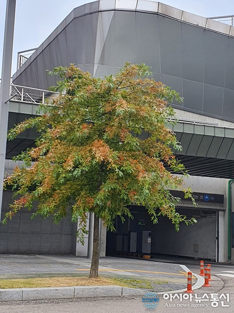 수원과학대학 일대, 단풍 나무 너무 예뻐