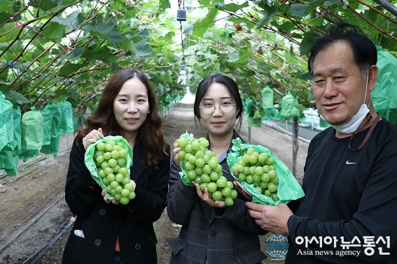 옥천군 군서면에선 지금 ‘장령산 샤인머스켓’ 수확이 한창