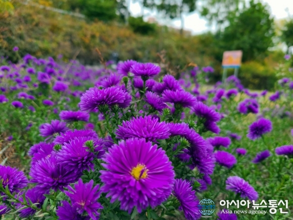아름답기한 보라빛 꼿말은?