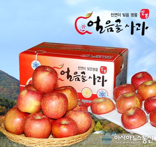 코로나19 장기화로 밀양얼음골사과축제 취소