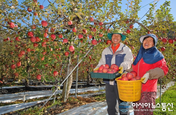새콤달콤, 지리산 청정골 산청 사과 수확