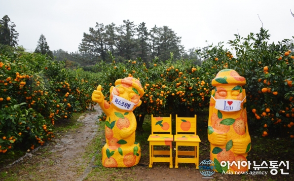 [아통포토] 제주관광협회 무료 감귤체험 농장