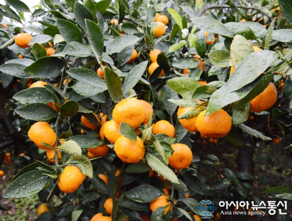 [아통포토] 제주 감귤농장 체험 골라따는 재미