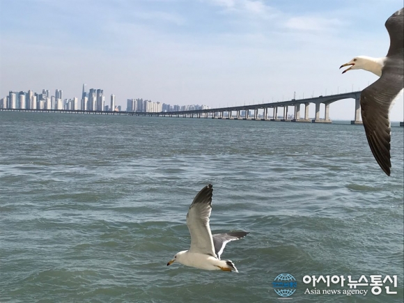 [아통포토] 인천 앞바다에서 하늘을 가르는 갈매기