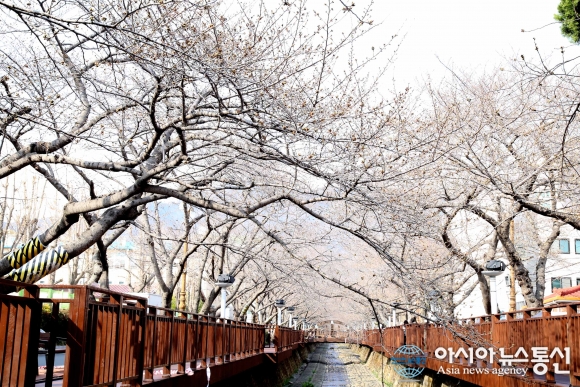 연분홍(벚꽃)으로 물들어가는 진해 관광명소 여좌천 로망스다리