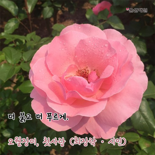 [울산매일 카드뉴스] 울산대공원 장미축제 Love Story in Ulsan