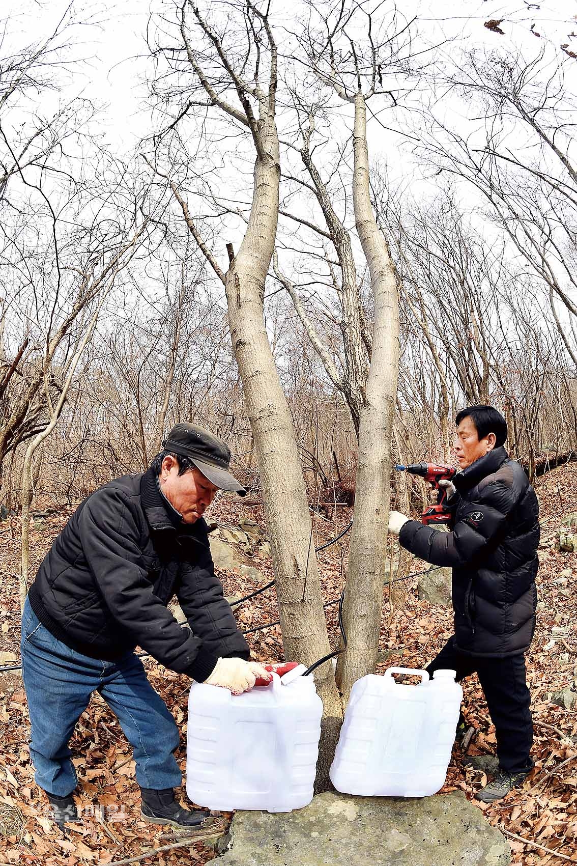 영남알프스 가지산고로쇠 수액 채취 한창