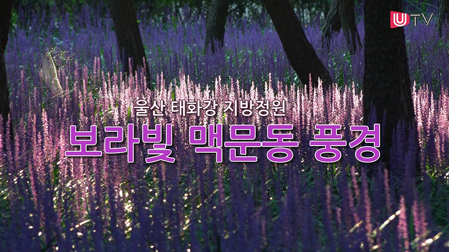 [독자영상] 울산 태화강 지방정원, 보라빛 맥문동 풍경