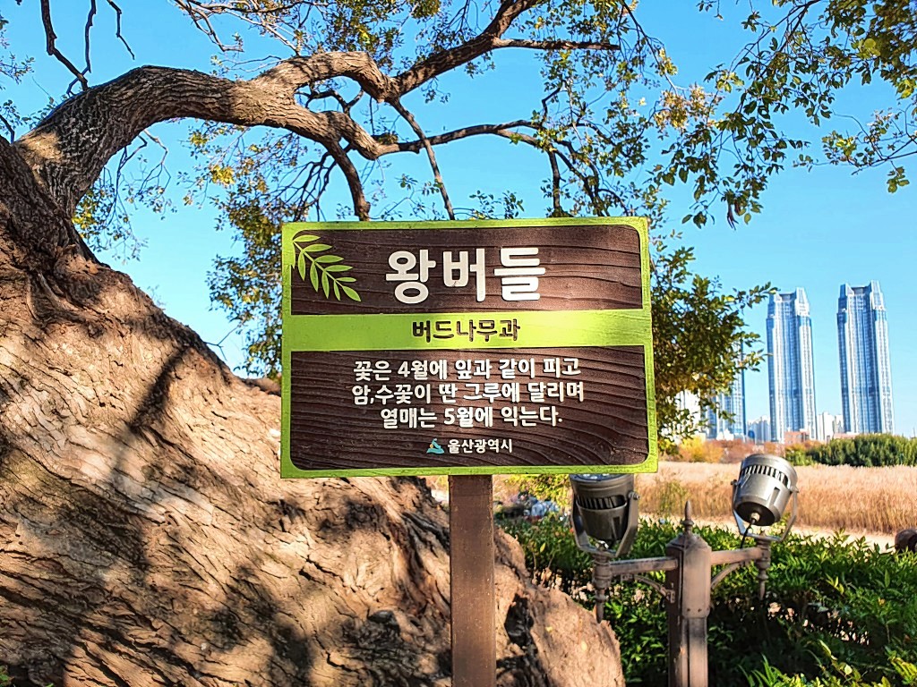 태화강국가정원 느티나무 광장 왕버들 광장으로 변경을