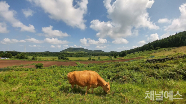 [제주 오름을 걷다] 내 인생의 전환점, 제주 백약이오름