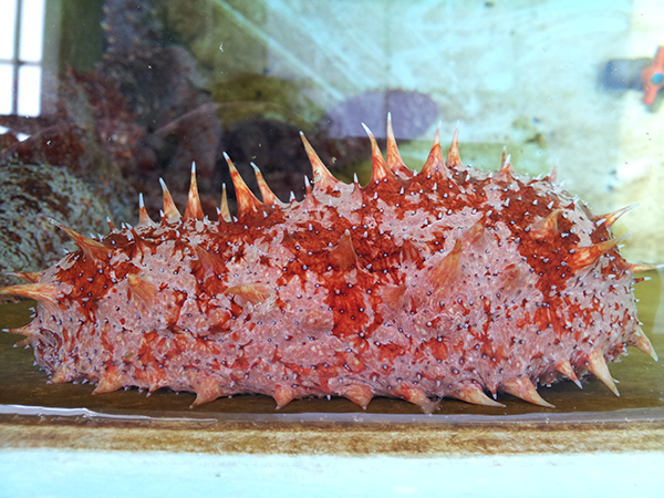 해저환경 회복에 도움 바다산삼 홍해삼