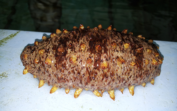 해저환경 회복에 도움 바다산삼 홍해삼