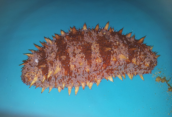 해저환경 회복에 도움 바다산삼 홍해삼