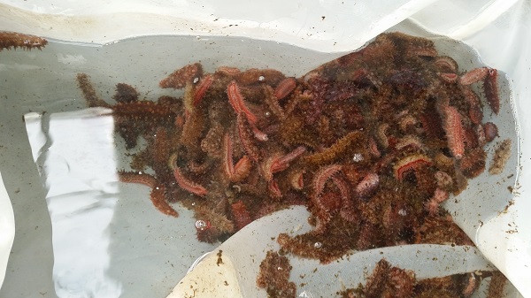 제주, 홍해삼 종자 12만 마리 바다에 방류